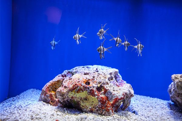 海洋水族馆