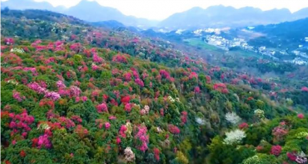 百里杜鹃