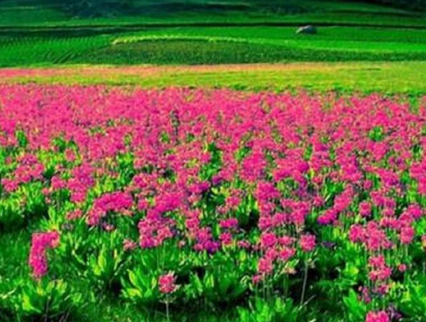 大理花卉