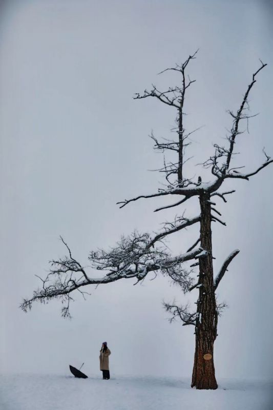 白哈巴【孤独的树】白