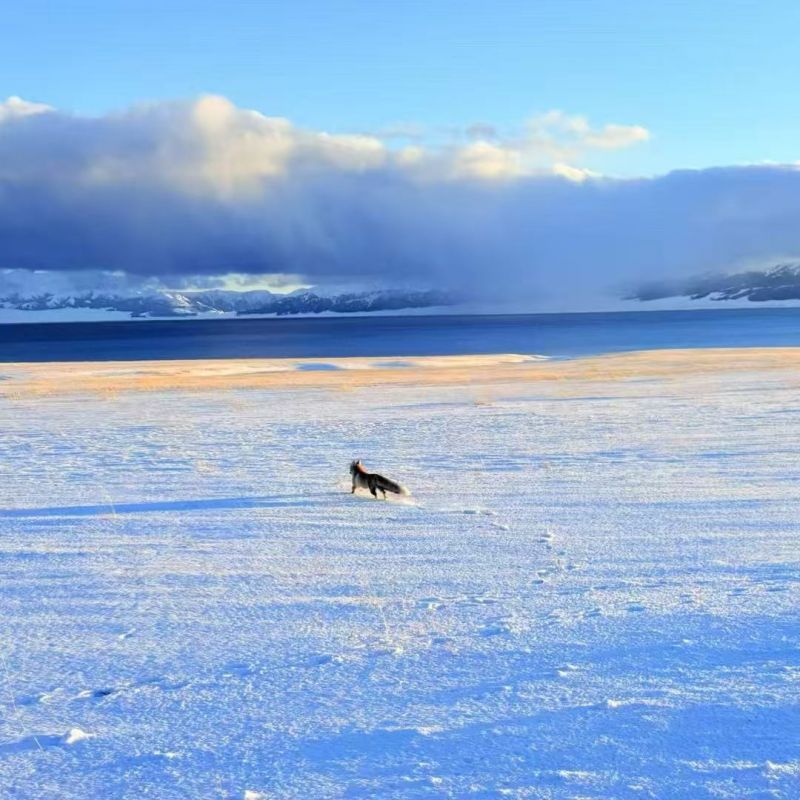 赛里木湖【狐狸】
